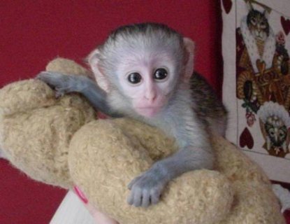 marmoset/capuchin monkey for sale 4