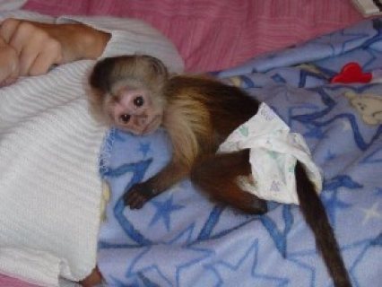 Wonderful Capuchin monkeys for sale (+380507768648)